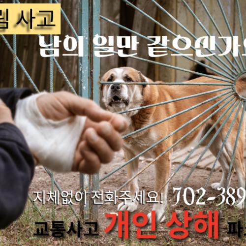 [교통사고 라스베가스] 우리 개는 안 물어요~ 생각보다 많은 개물림 사고